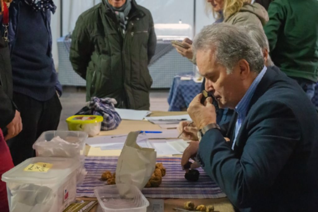 Un giudice del CNST esamina un tartufo