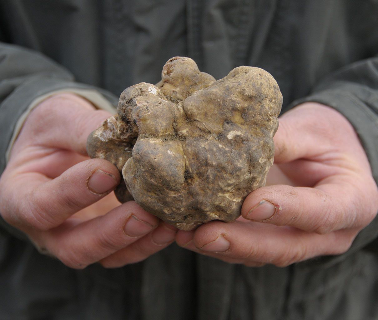 Un tartufo bianco tenuto tra le mani